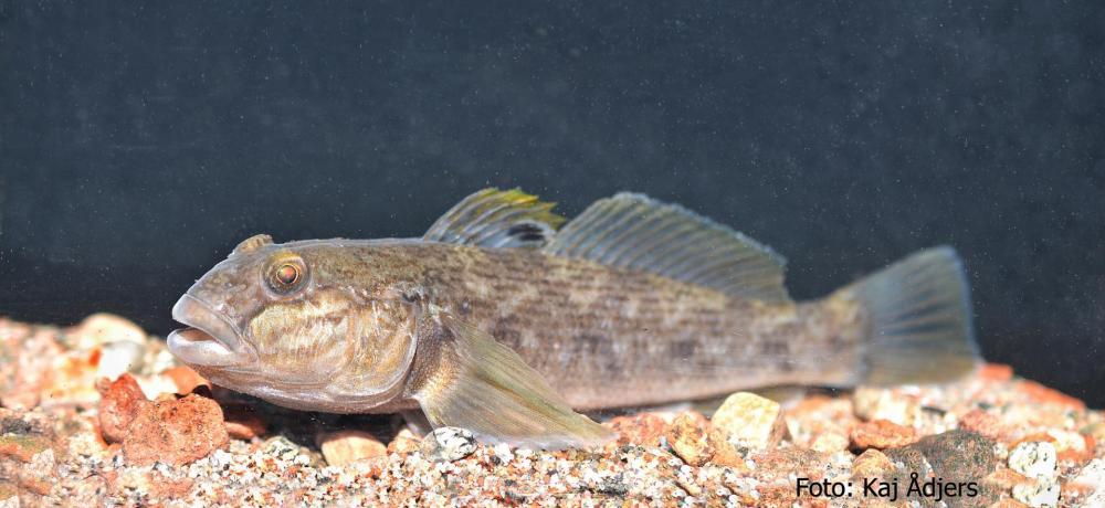 Foto: Kaj Ådjers En fisk på stenbotten.